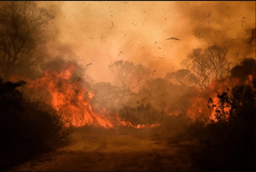 Pantanal em chamas: como é o bioma e como ele é cobrado nas provas
