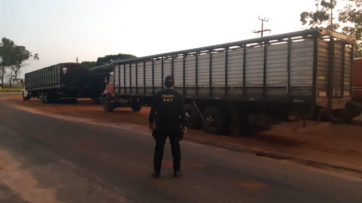 Caminhões com 120 bovinos trazidos ilegalmente do Paraguai foram apreendidos pelo DOF durante a Operação Hórus