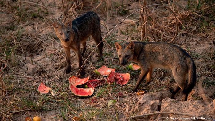 No Pantanal, animais que sobrevivem ao fogo enfrentam fome