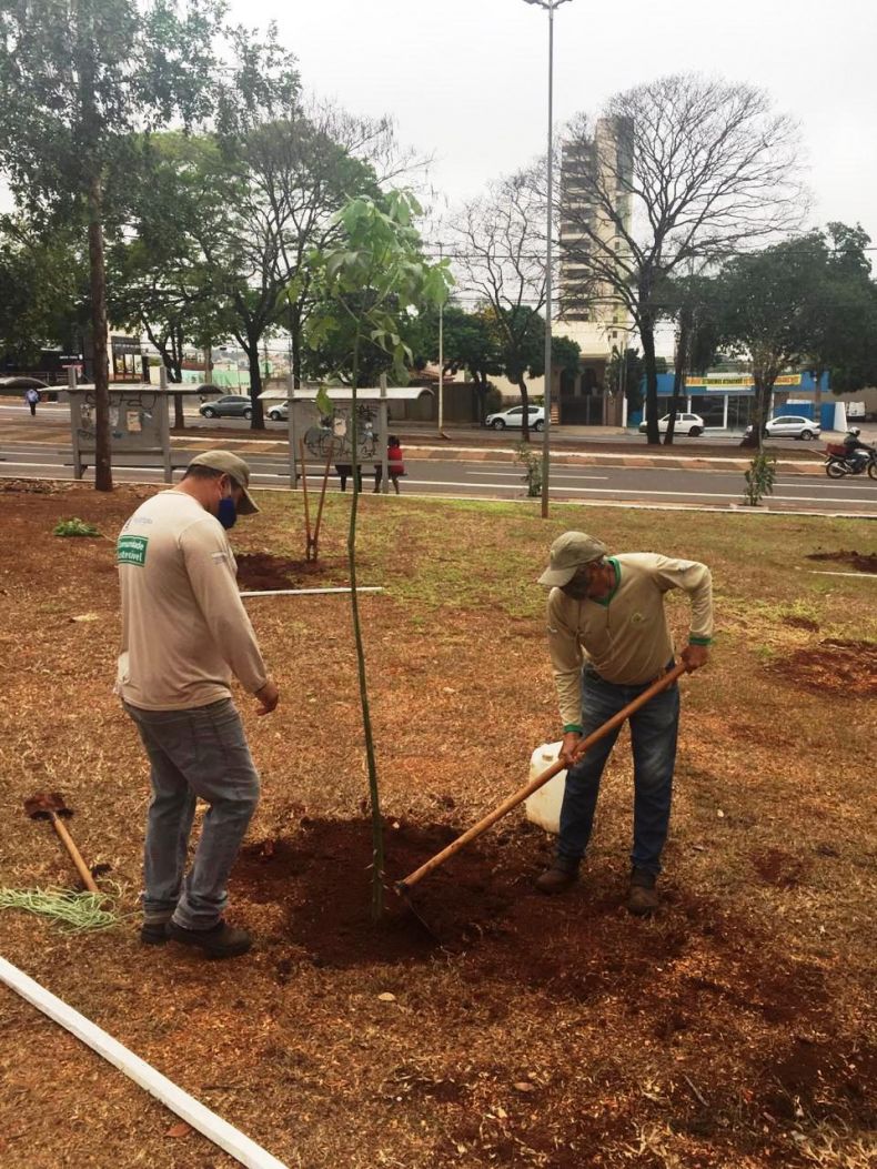 Praça do Rádio recebe o plantio de árvores nativas