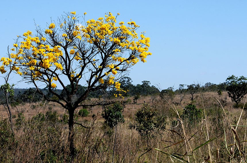 Dia Nacional do Cerrado: projetos reforçam leis para proteção do bioma