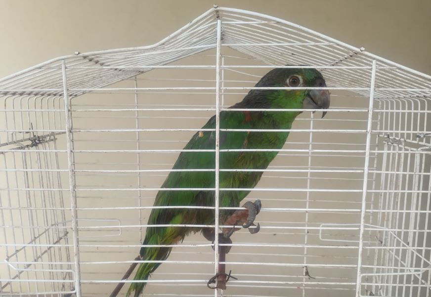 PMA autua mulher por criar papagaio ilegalmente e manter a ave em situação de maus-tratos