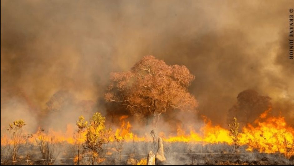 Campanha une famosos para criar brigada anti-incêndio no Pantanal