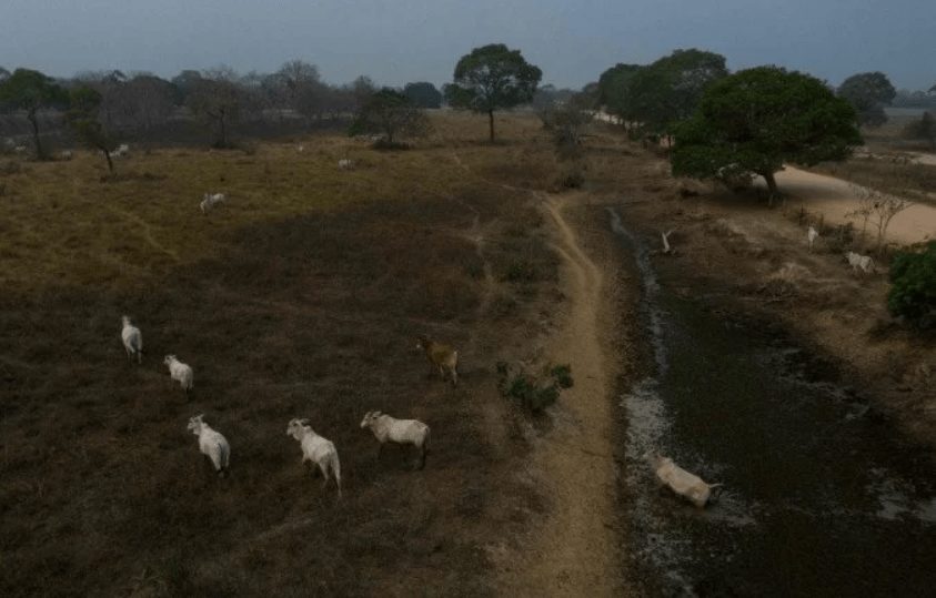 Pecuaristas contabilizam prejuízos com incêndios no Pantanal