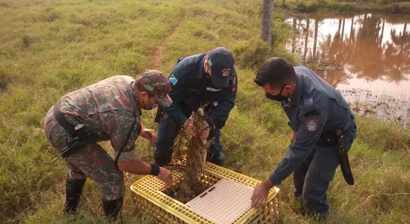 Polícia Militar Ambiental de Naviraí salva jacaré de 1,5 metro de anzol em lagoa próxima à cidade