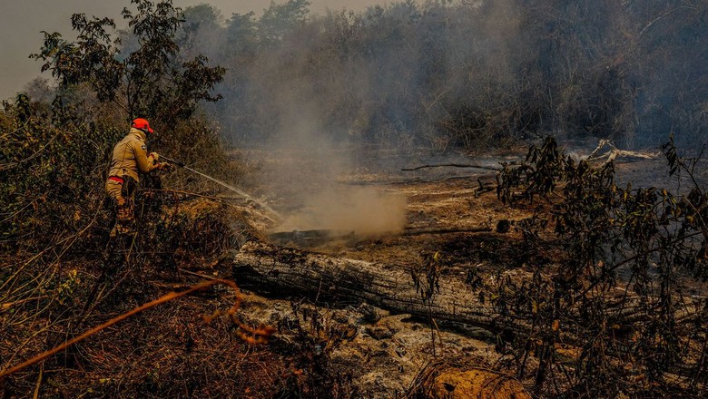 Pesquisadora reforça papel do “boi bombeiro”, mas defende equilíbrio no Pantanal