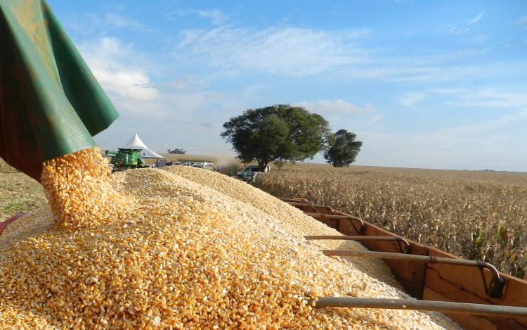 Colheita termina com 10,6 milhões de toneladas de milho e recorde de produtividade