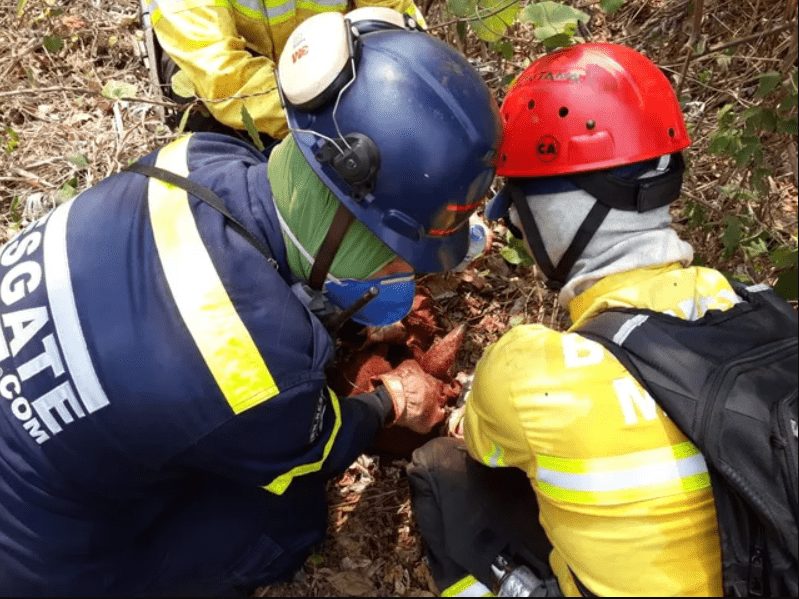Bombeiros de SC resgatam tamanduá-mirim durante queimadas do Pantanal