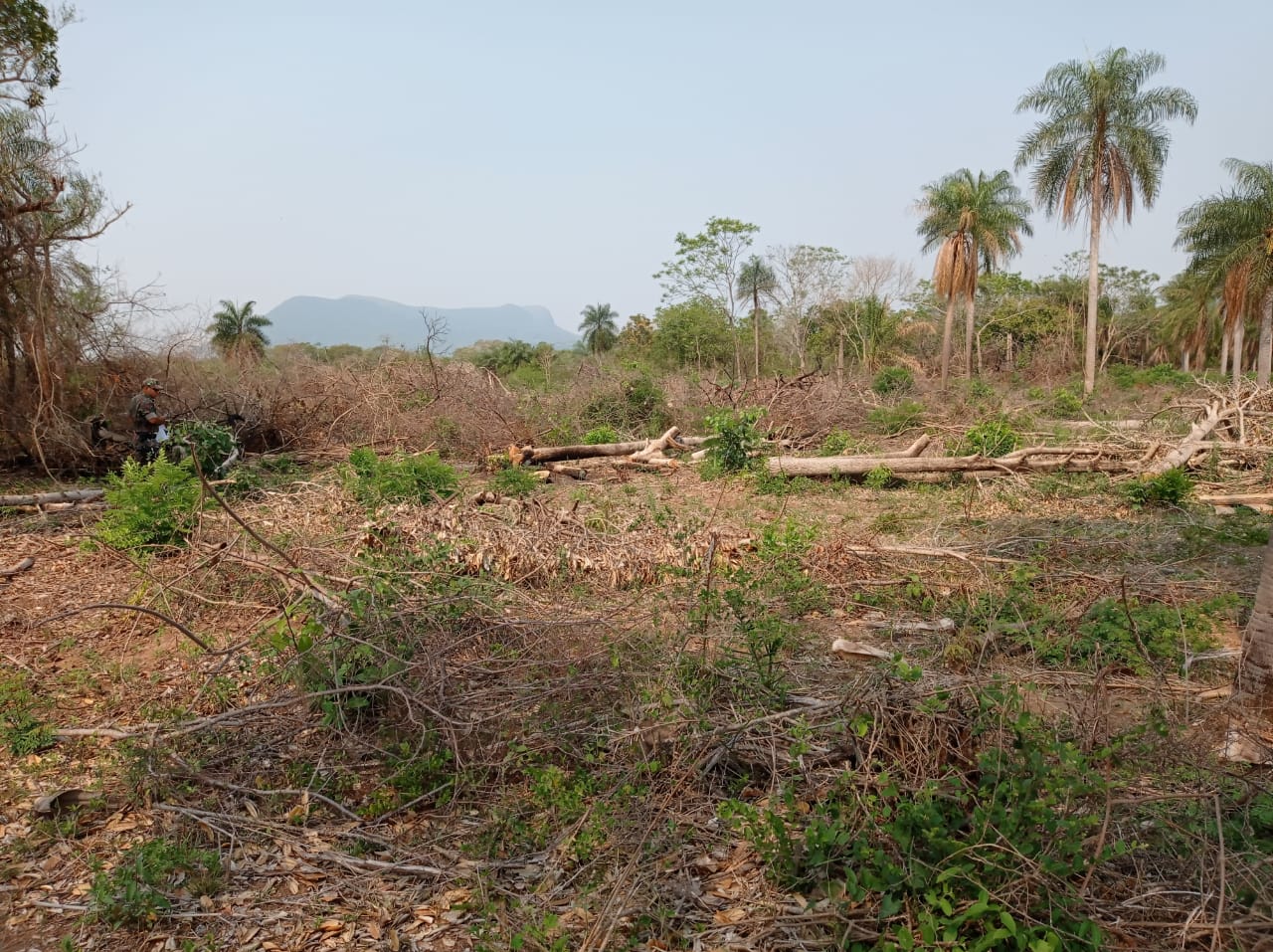 Polícia Militar Ambiental de Corumbá autua assentado por desmatamento ilegal no Pantanal