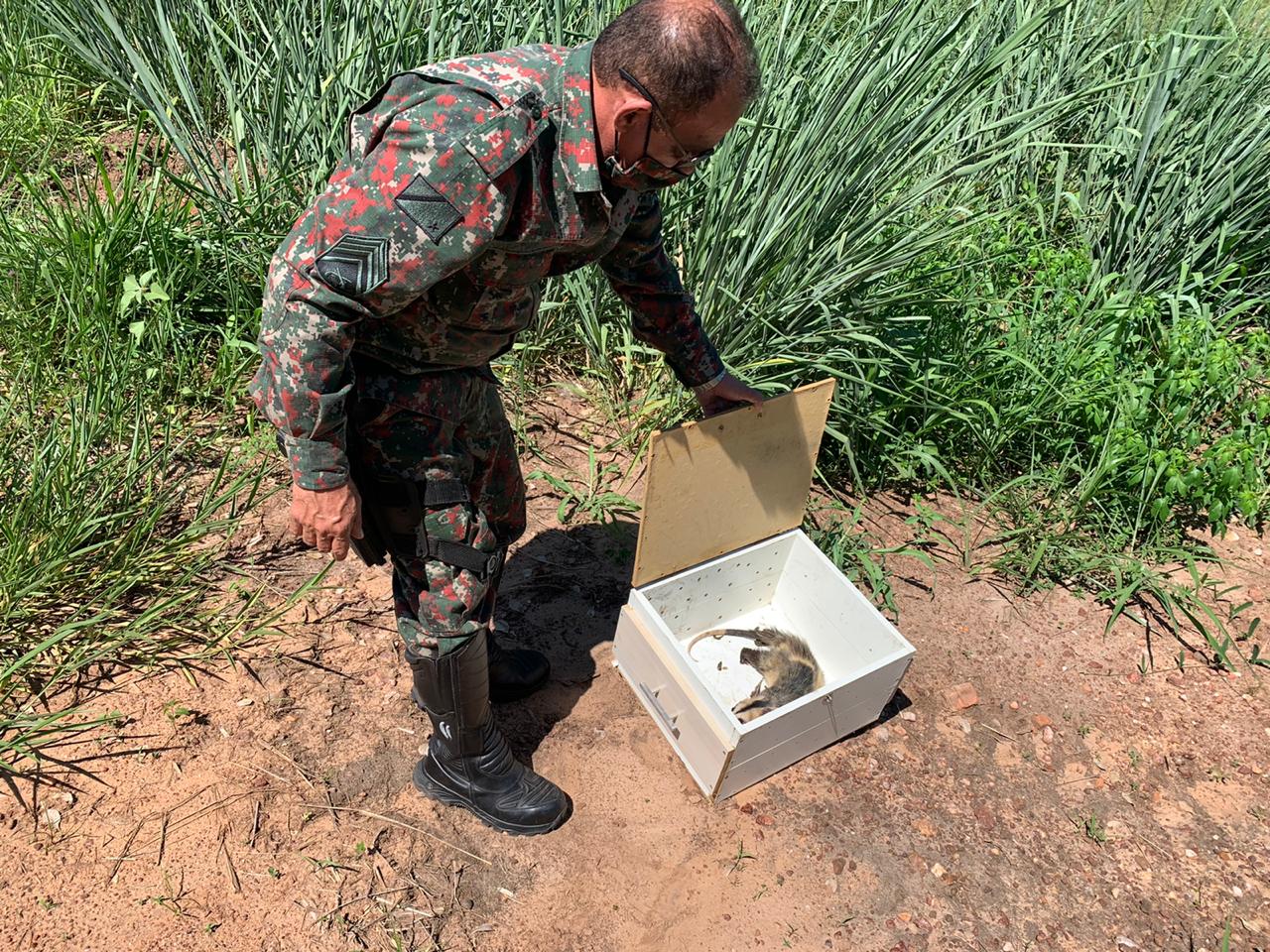Polícia Militar Ambiental de Miranda captura gambá em forro de loja de material de construção e o reintroduz na natureza