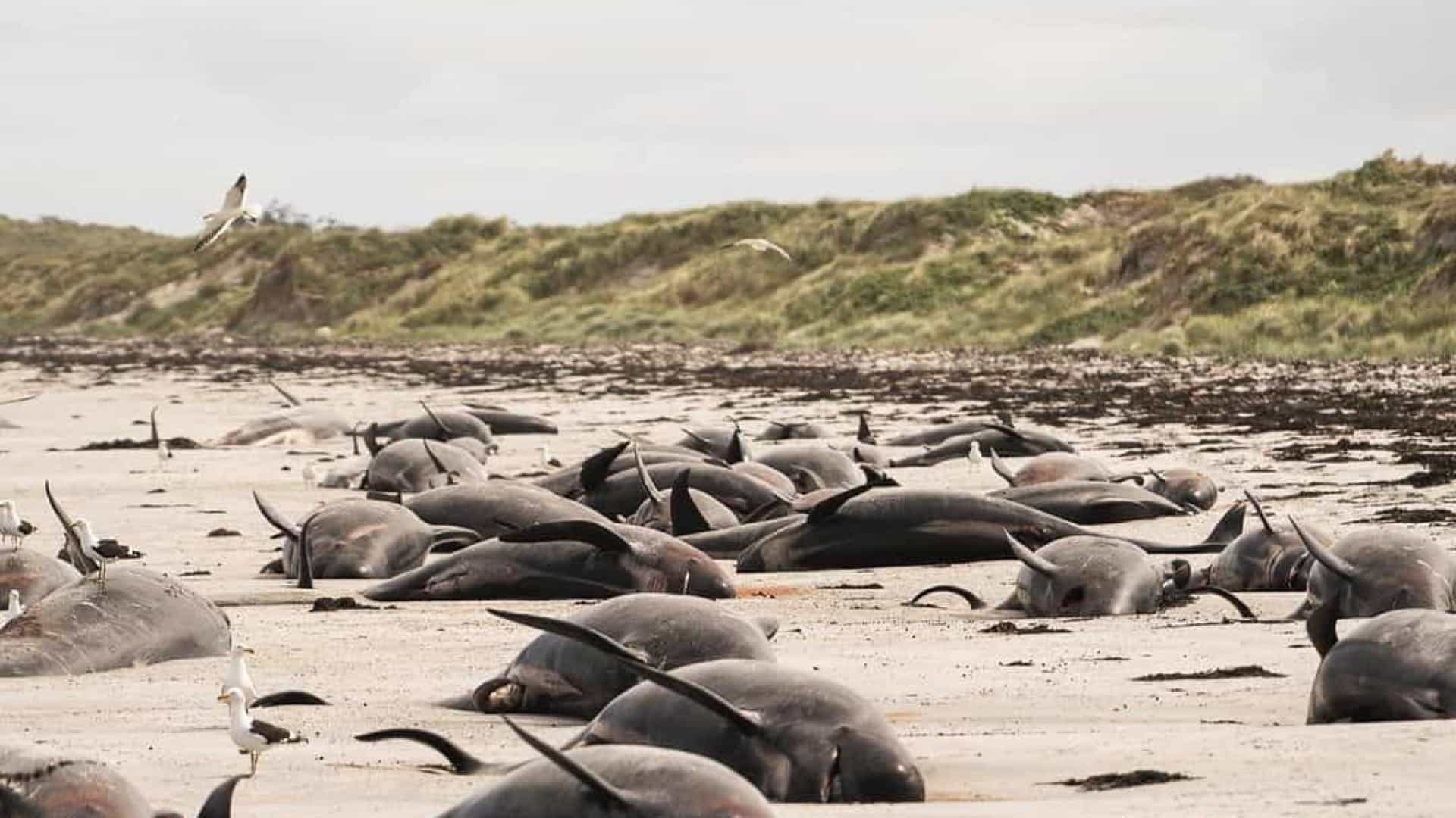 Cerca de 100 baleias morrem encalhadas na costa da Nova Zelândia