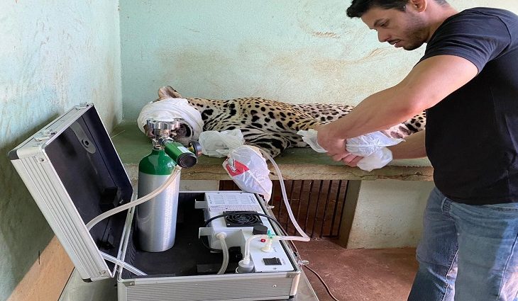 Ozonioterapia ajuda na recuperação de onça ferida em incêndio no Pantanal