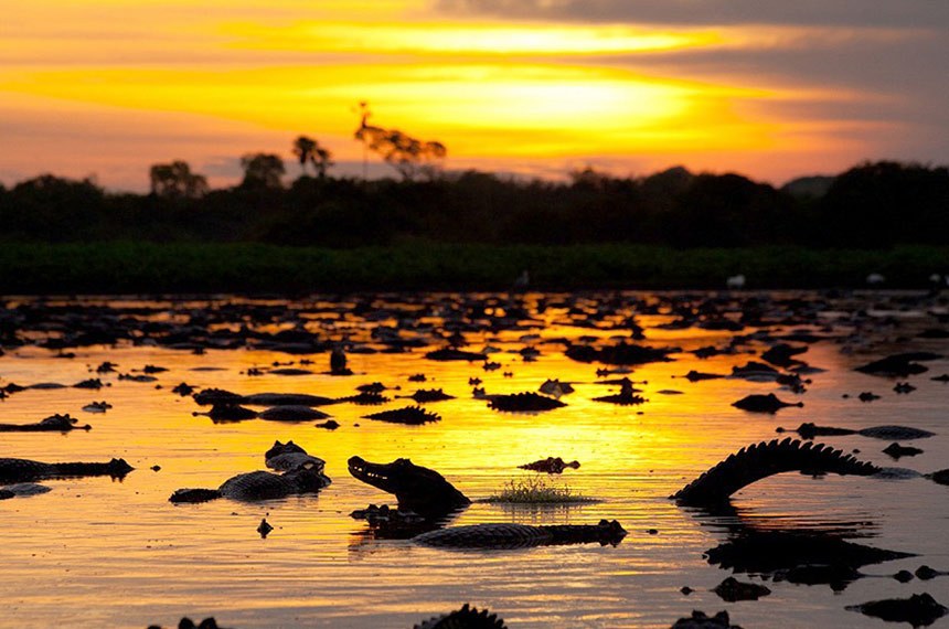 No Dia do Pantanal, senadores destacam necessidade de preservação