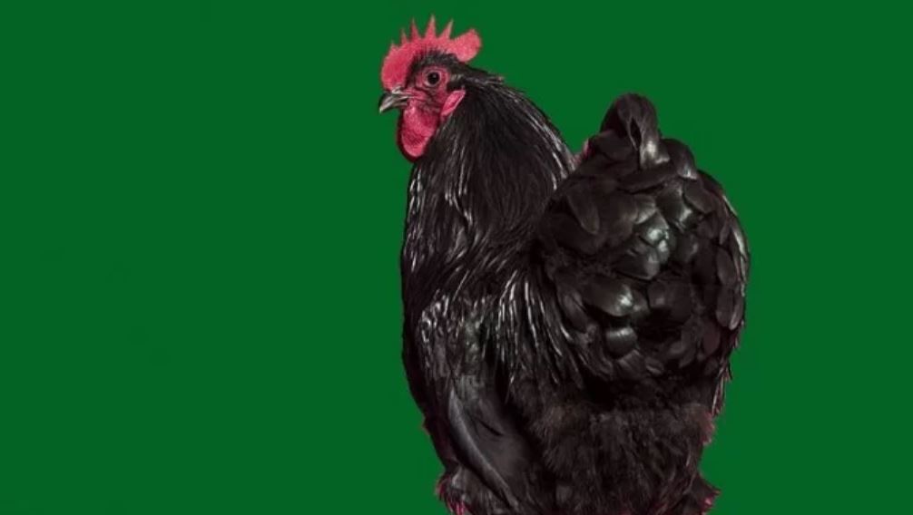 Como estudo sobre traseiro dos frangos revelou mistério sobre imunidade humana