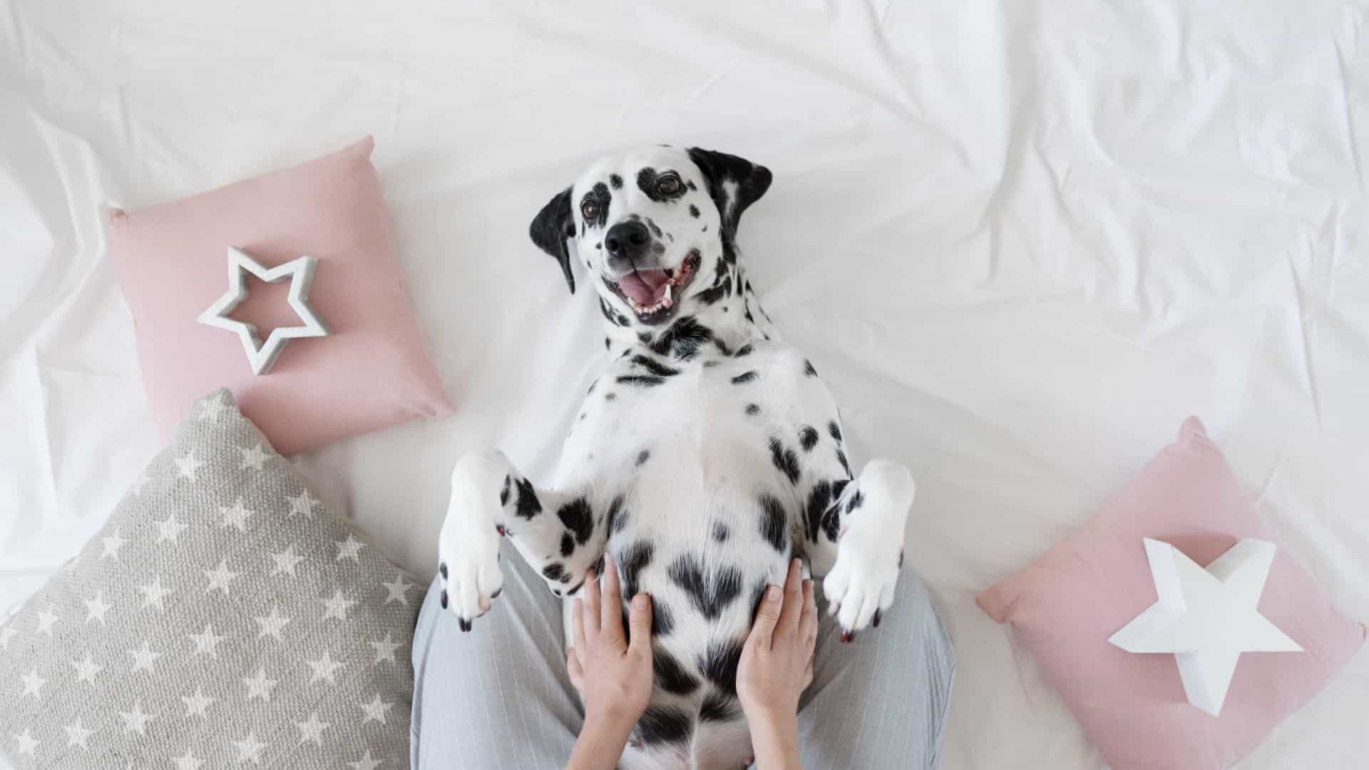 Por que alguns cães adoram carinho na barriga?
