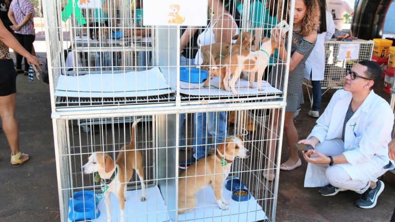 Primeira feira de adoção do CCZ no ano terá 35 animais em busca de um lar