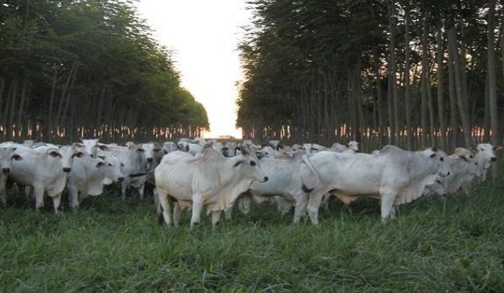 Superando expectativa inicial, SAD arrecada R$ 156 mil em leilão de bovinos