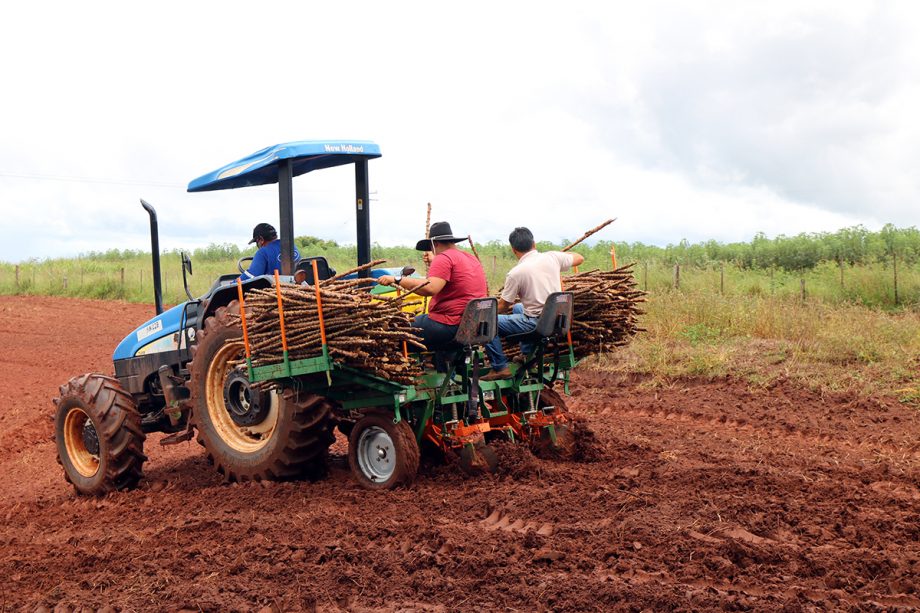 Três Lagoas: Auxiliando o pequeno produtor, Agronegócio estreia plantadeira de rama de mandioca na região da Piaba