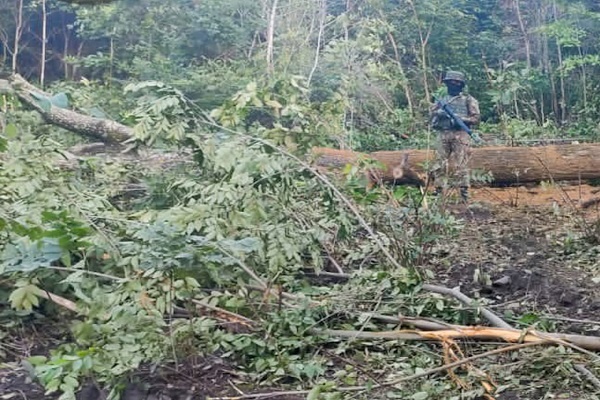 Operação Verde Brasil 2: Flagrante de corte ilegal de madeira em área indígena