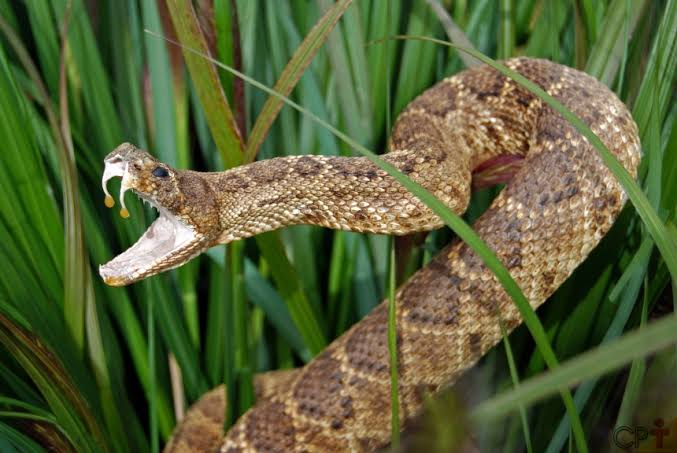 Bioparque Pantanal destaca importância das cobras para a educação ambiental