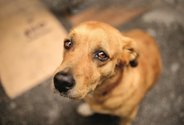 Réus acusados por maus tratos de 40 cães devem arcar com as despesas mensais de abrigo provisório