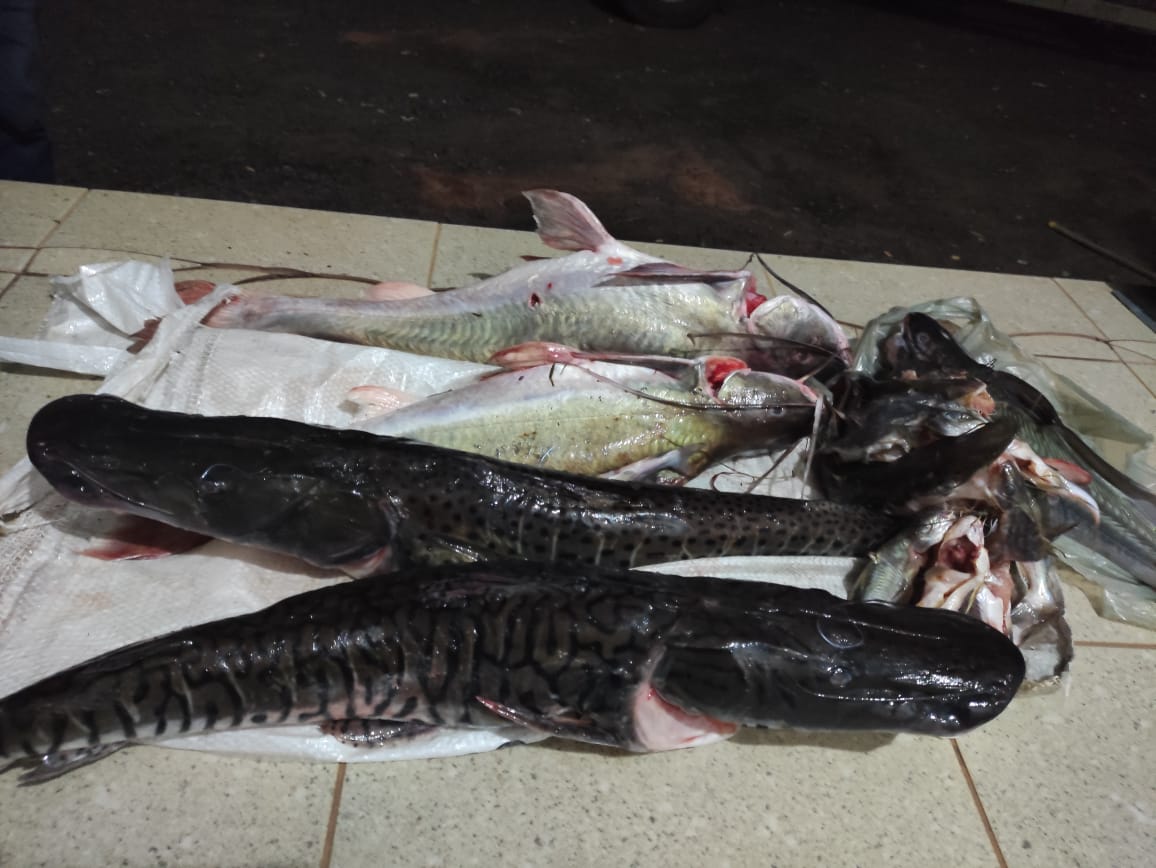 Paranaense é multado em R$ 2,3 mil por pescaria predatória no Pantanal