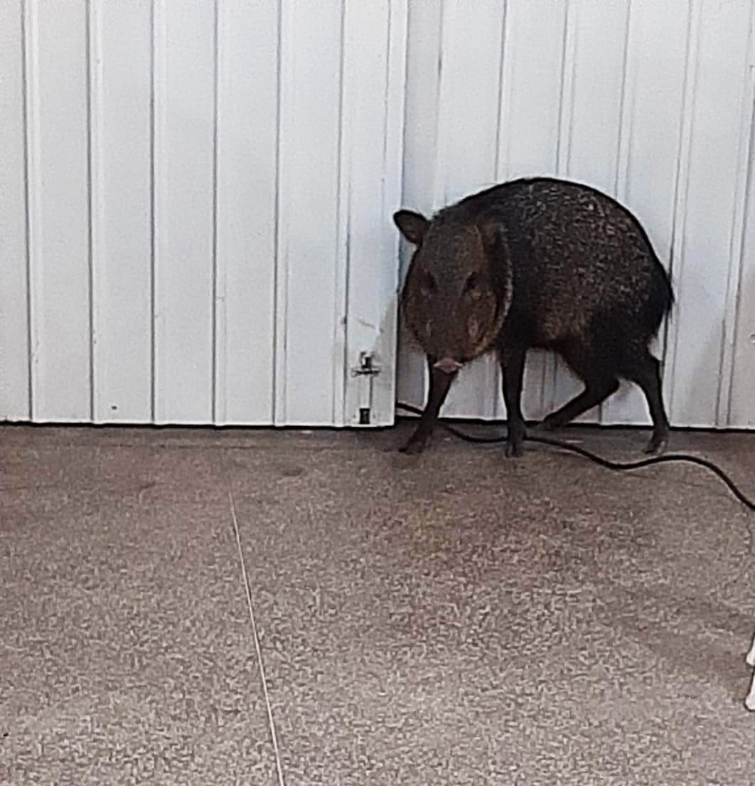 Polícia Militar Ambiental de Naviraí captura porco-do-mato em local de vacinação contra a COVID-19 no centro da cidade