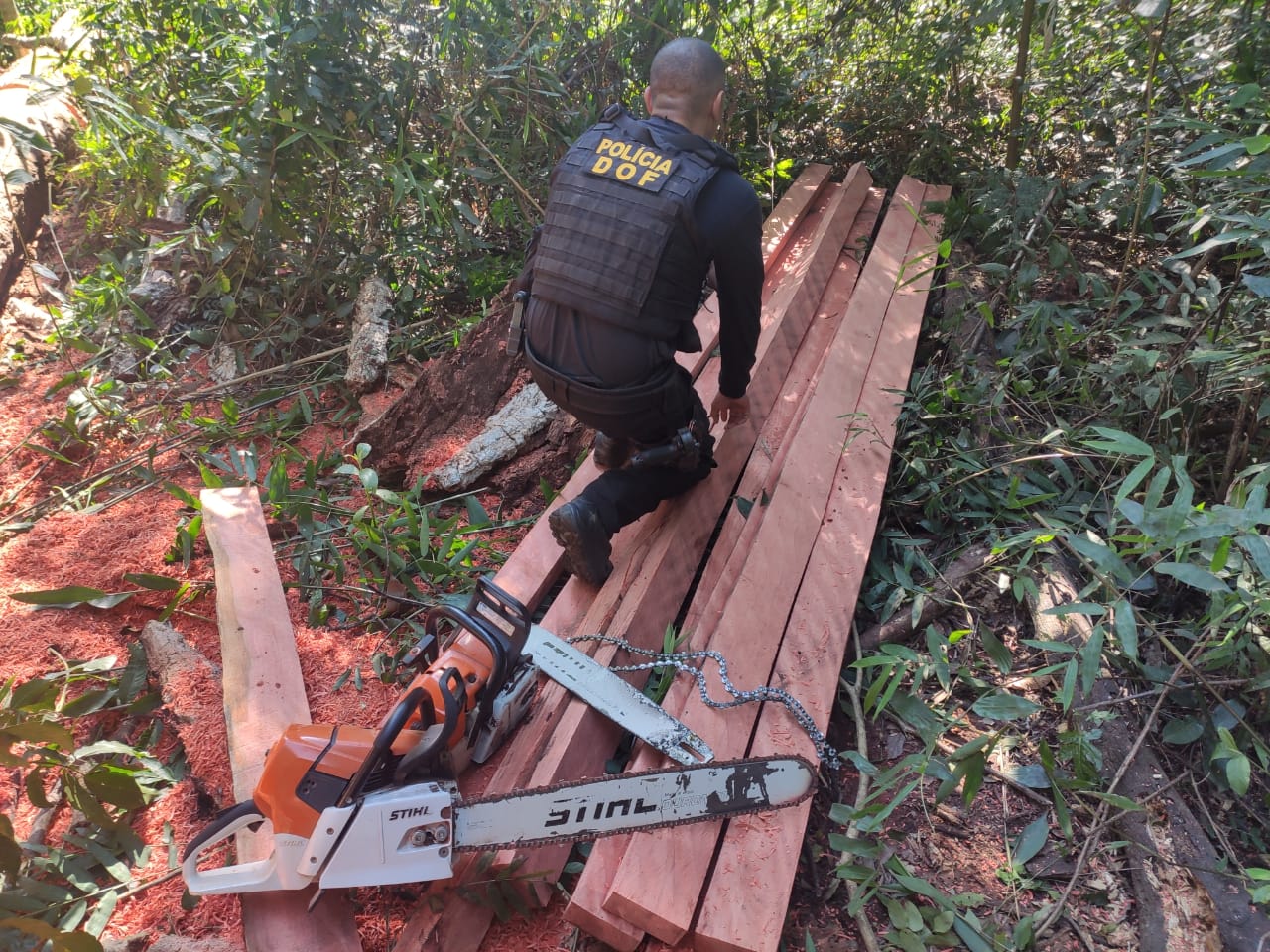 Mais de 50 metros cúbicos de madeira foram apreendidos pelo DOF em uma reserva ambiental durante a Operação Hórus