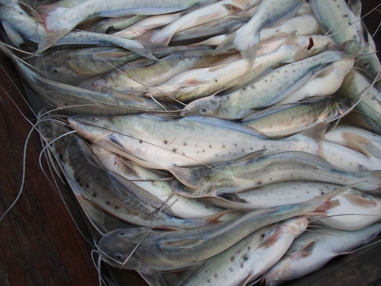 Pesca e comercialização da piracatinga são proibidas por um ano no país