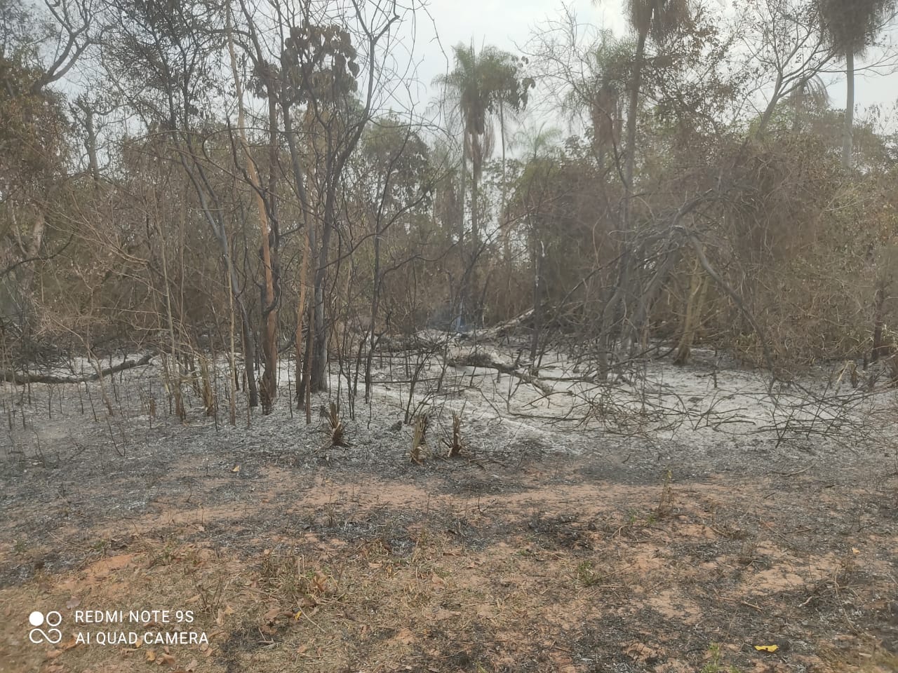 Polícia Militar Ambiental de Bela Vista autua infrator em R$ 2 mil na operação Prolepse contra os incêndios por realizar limpeza e incendiar vegetação