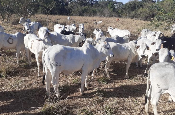 Leilão de bovinos será realizado pela SAD no mês de setembro em Aquidauana