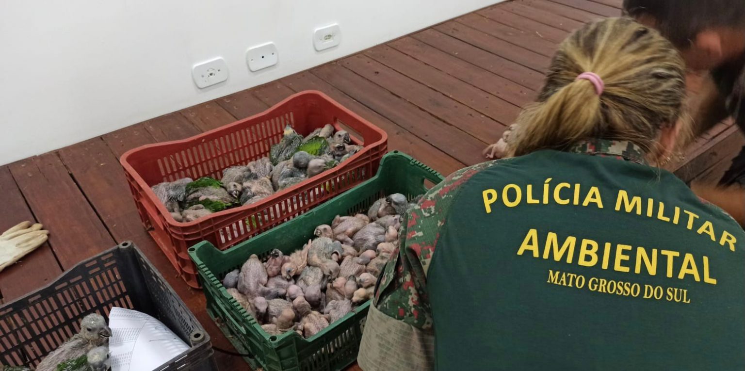 PMA de Naviraí autua em 2,5 milhões de reais um casal de traficantes de aves silvestres detido pela Polícia Civil na operação Fronteira e Divisas Integradas
