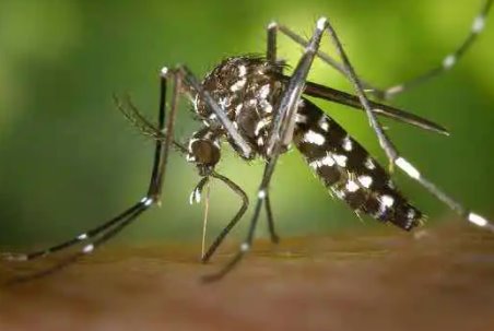 Campo Grande inicia 3ª fase de liberação de mosquitos com Wolbachia que irá contemplar 15 Bairros