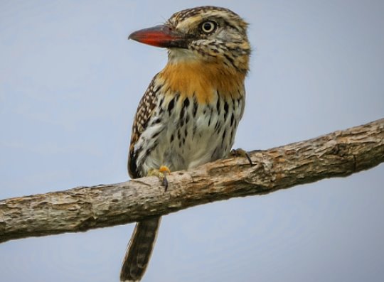 Mato Grosso do Sul tem aves que ninguém mais tem