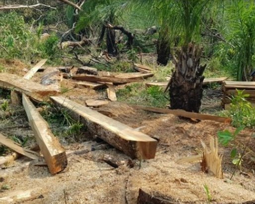 Brasil vai confirmar meta de eliminar desmatamento ilegal no país até 2030