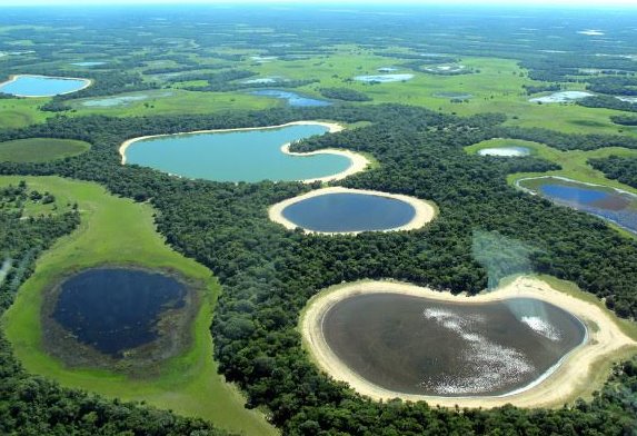 Recuperação de vegetação nativa do Pantanal é debatida em webinar