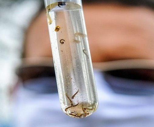 Dengue: combater o Aedes aegypti é responsabilidade de todos