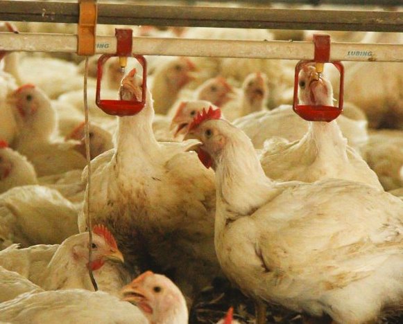 Decreto do Governo ajuda o setor de avicultura: granjas tiveram que abrir novos poços e contratar caminhões pipa para suprir falta de água