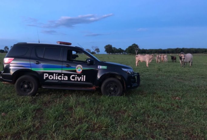 Polícia Civil desarticula quadrilha de ladrões de gado em Água Clara