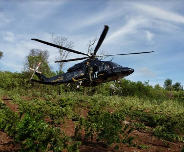 Operações de erradicação de plantações de maconha no Paraguai bateram recorde de apreensões em 2021