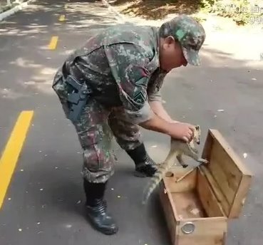 Polícia Militar Ambiental de Campo Grande resgata quati atropelado no Parque dos Poderes