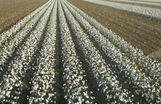 Mato Grosso do Sul: Clima favorável permitiu plantio do algodão segunda época dentro da janela ideal