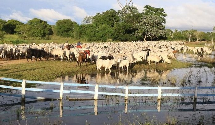 Rumo ao Carbono Neutro: MS já é primeiro do País em integração lavoura pecuária e floresta