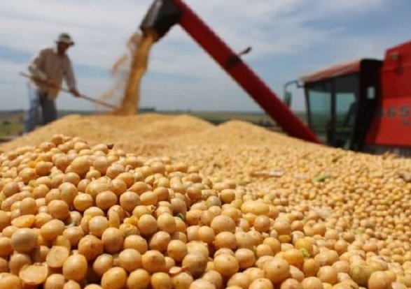 Safra de soja atinge marca histórica de 15 milhões de toneladas, com área plantada e produtividade recorde