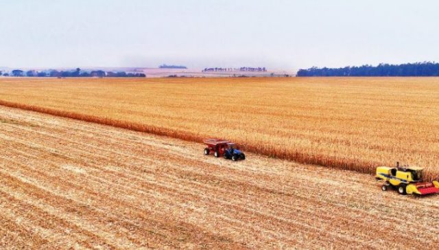 Safrinha de milho deve crescer 5,4% com desafio de melhorar a logística e elevar processamento do grão dentro do Estado