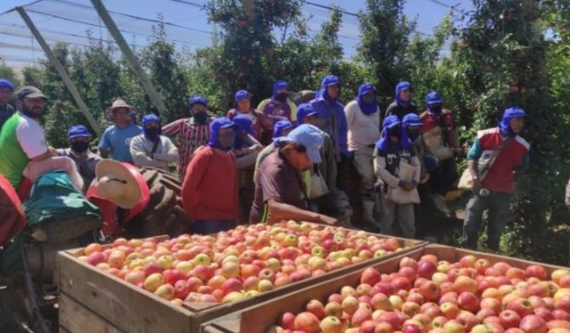 Em 7 anos parceria já garantiu segurança trabalhista para 32 mil indígenas que atuam na colheita de maçã no Sul do Brasil