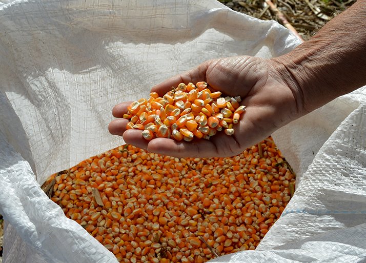Produtores têm oportunidade de conferir tecnologias para alta produtividade de milho