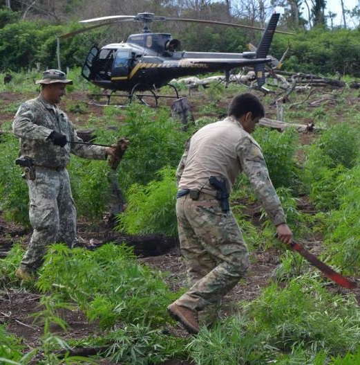 Primeiro dia da Operação Nova Aliança destrói 108 toneladas de maconha no Paraguai