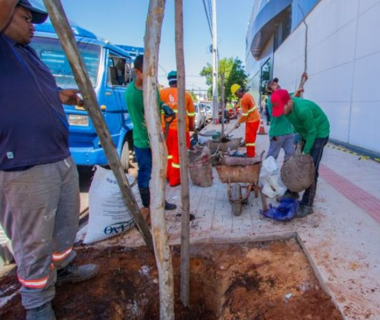 Reviva: 600 novas árvores vão ser ser plantadas no centro de Campo Grande