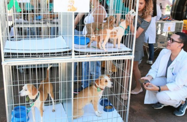 CCZ realiza ação itinerante com feira de adoção e blitz educativa em alusão a campanha contra crimes de maus-tratos a animais